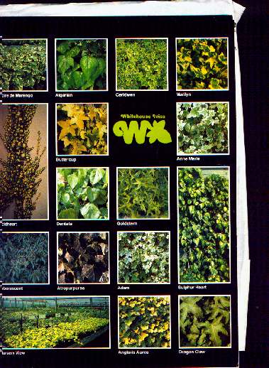 Whitehouse Ivy catalogue 1994